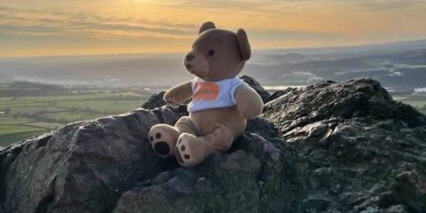 Buddy Bear sitting on top of a mountain